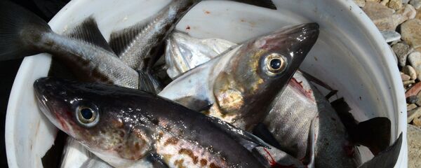 明太鱼 (Theragra chalcogramma) - 俄罗斯卫星通讯社