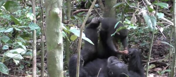 大猩猩亲子游戏温暖网友 - 俄罗斯卫星通讯社