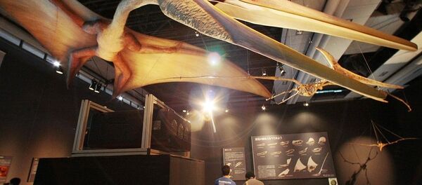 古生物學家發現翼龍在地球上繁衍的時間 - 俄羅斯衛星通訊社