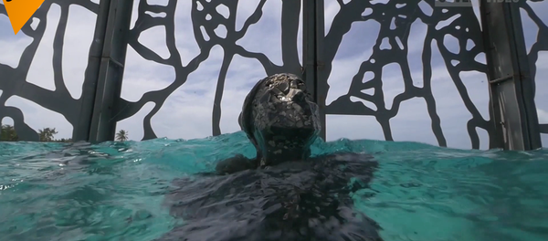 馬爾代夫水下畫廊 - 俄羅斯衛星通訊社