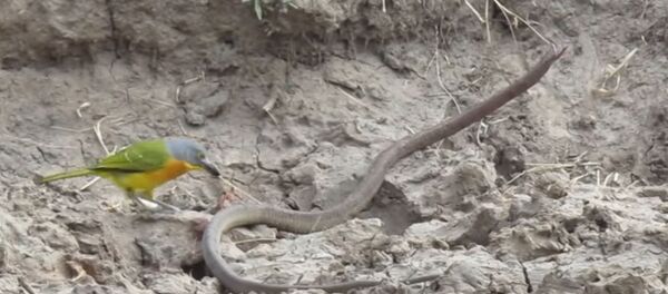 一只小鸟活撕了一条蛇 - 俄罗斯卫星通讯社