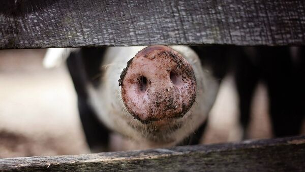 双汇郑州屠宰厂因非洲猪瘟疫情将暂停六周生产 - 俄罗斯卫星通讯社
