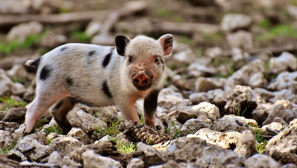 一美国女子买的小型猪长成百公斤大猪 - 俄罗斯卫星通讯社