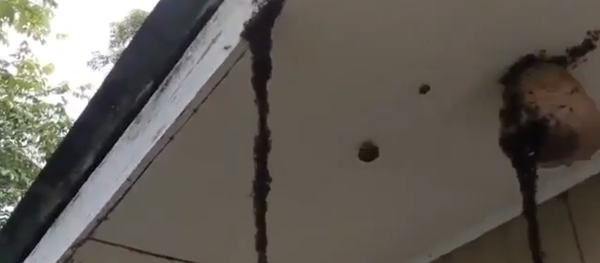 蚂蚁桥 - 俄罗斯卫星通讯社