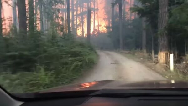 美國父子自駕游遇森林大火上演“穿越火海” - 俄羅斯衛星通訊社