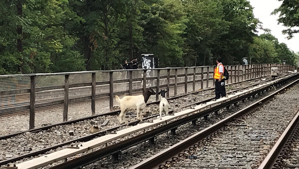山羊闯入轨道致纽约地铁停运 - 俄罗斯卫星通讯社