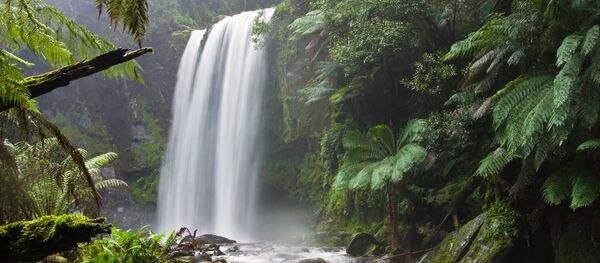媒體：一名隱居叢林60多年的俄羅斯隱士在澳大利亞去世 - 俄羅斯衛星通訊社