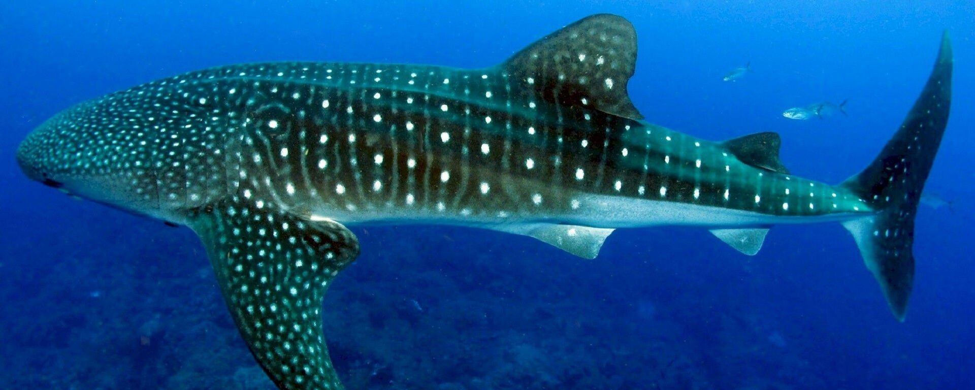 媒體：埃及馬薩阿拉姆海岸附近發現鯨鯊 - 俄羅斯衛星通訊社, 1920, 25.09.2023