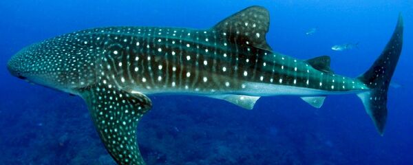 印尼潜水员骑鲸鲨后被捕 印尼潜水员骑鲸鲨后被捕 - 俄罗斯卫星通讯社