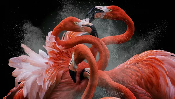 Снимок Черная пятница перуанского фотографа Pedro Jarque Krebs, победивший в конкурсе Bird Photographer of the Year 2018 - 俄羅斯衛星通訊社