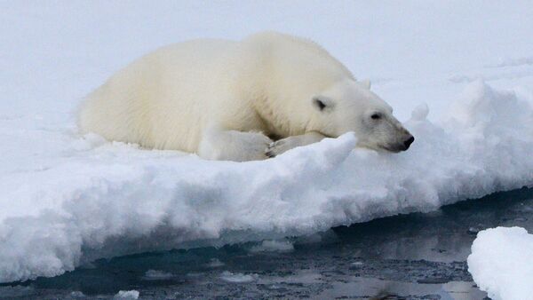 氣候學家提醒：北極多年海冰正在消失 - 俄羅斯衛星通訊社