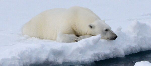 氣候學家提醒：北極多年海冰正在消失 - 俄羅斯衛星通訊社