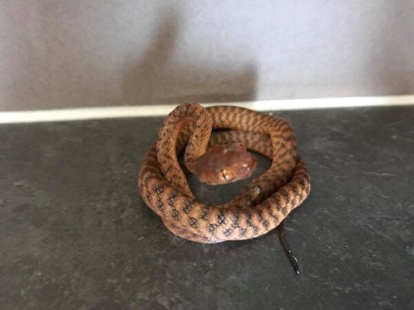 最難的蛇謎題讓網民束手無策 - 俄羅斯衛星通訊社