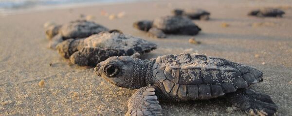 古生物學家發現龜祖先的長相 - 俄羅斯衛星通訊社