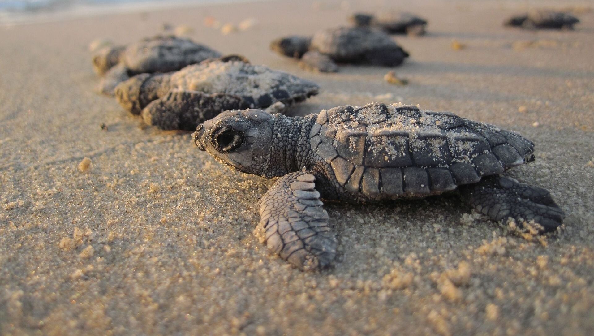 泰国一海滩发现棱皮龟巢 - 2020年2月10日, 俄罗斯卫星通讯社