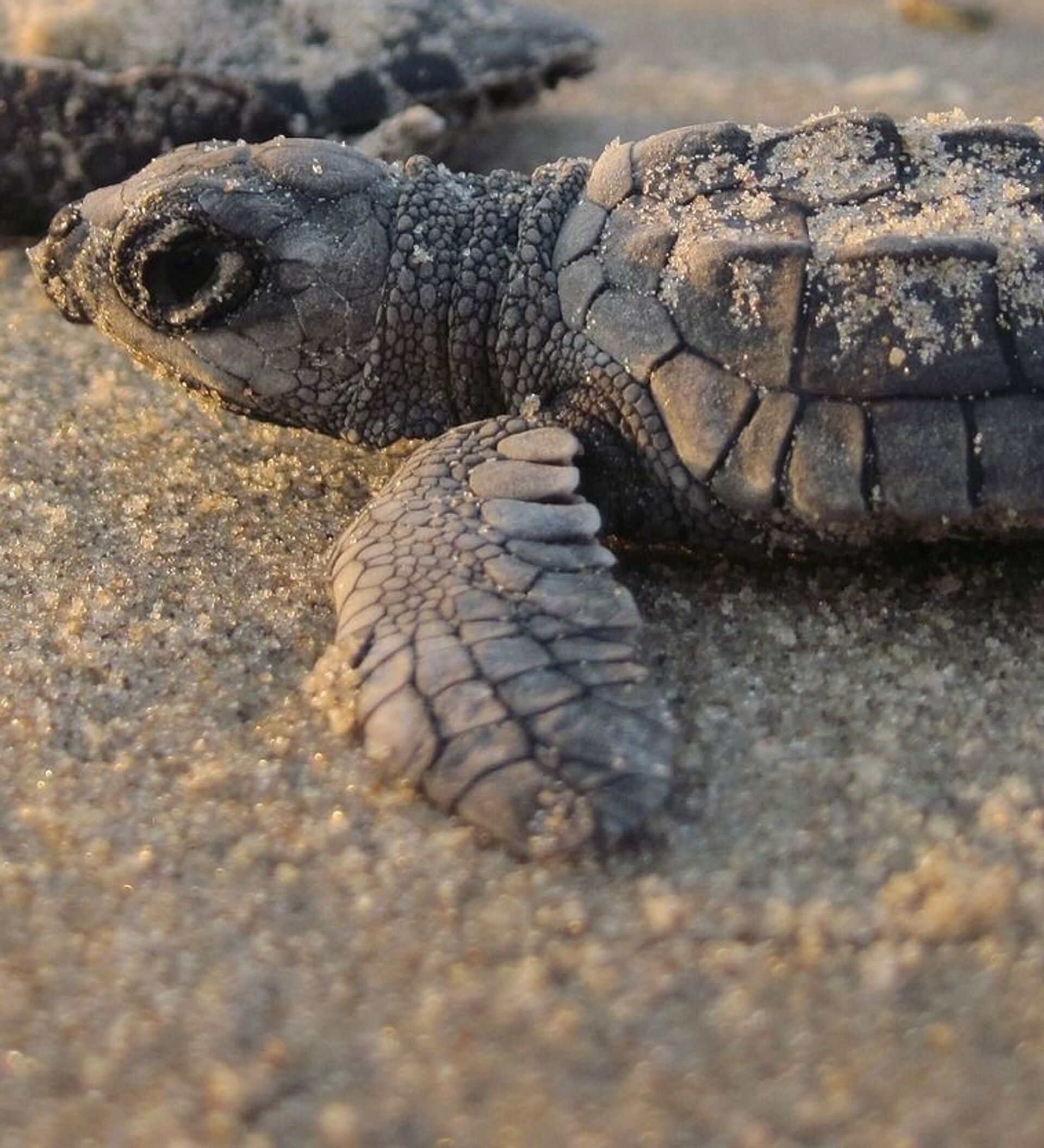 特立尼达和多巴哥的棱皮龟 (© Shane P. White/Minden Pictures)