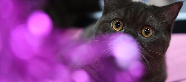 一只肥猫因自己的惊人变化使自己变成了网红 一只肥猫因自己的惊人变化使自己变成了网红 - 俄罗斯卫星通讯社