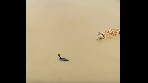 機智小鴨水遁逃離虎口 - 俄羅斯衛星通訊社