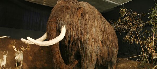 犸象 - 俄罗斯卫星通讯社