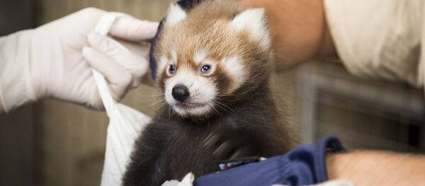 红熊猫幼崽在赫尔辛基动物园出生 - 俄罗斯卫星通讯社