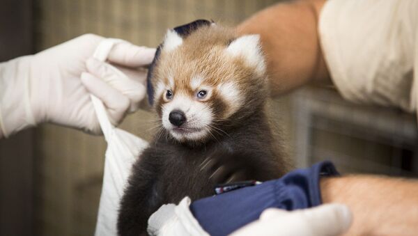 紅熊貓幼崽在赫爾辛基動物園出生 - 俄羅斯衛星通訊社