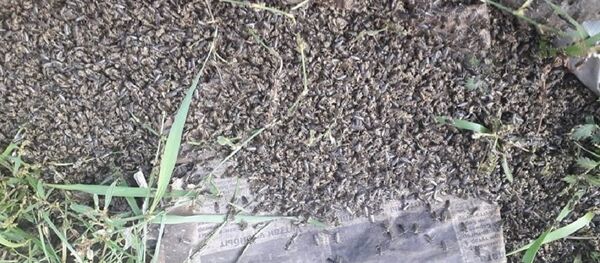 雅库特下起了臭虫雨 - 俄罗斯卫星通讯社