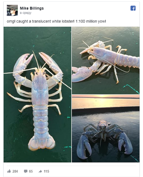 一名美国渔民抓到一只罕见的透明龙虾 - 俄罗斯卫星通讯社