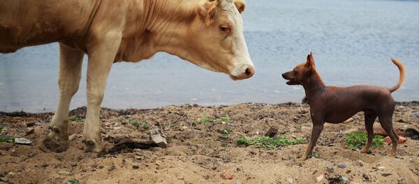 Животные в одноименном поселке на острове Путятина - 俄罗斯卫星通讯社