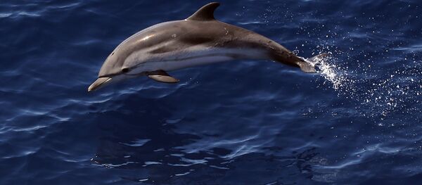 A dolphin jumps in the Mediterranean sea, on June 11, 2017. - 俄罗斯卫星通讯社