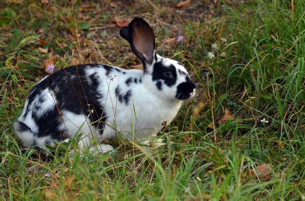 在俄羅斯體驗戶外智能化運動-狩獵 - 俄羅斯衛星通訊社