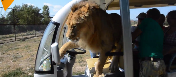 克里米亚野生动物园游客与狮子亲密接触 - 俄罗斯卫星通讯社