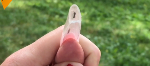 俄罗斯蚂蚁美甲 - 俄罗斯卫星通讯社