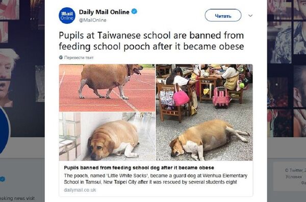 被台灣學生餵肥的狗狗被強制節食 被台灣學生餵肥的狗狗被強制節食 - 俄羅斯衛星通訊社