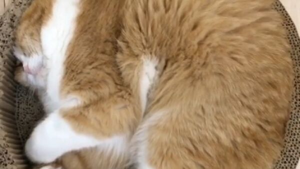 睡觉时胡子一动一动的猫逗乐网友 - 俄罗斯卫星通讯社