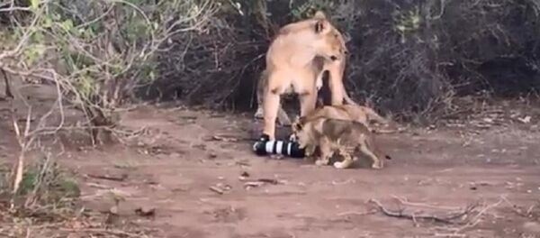 母狮从摄影师那里抢来摄像机并把它给了幼狮 - 俄罗斯卫星通讯社