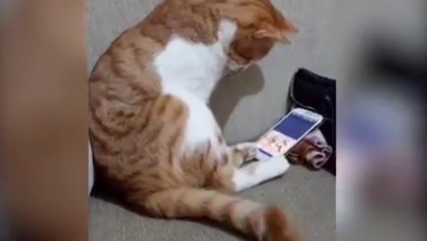 貓咪用手機看已故主人  網友直呼好心疼 - 俄羅斯衛星通訊社