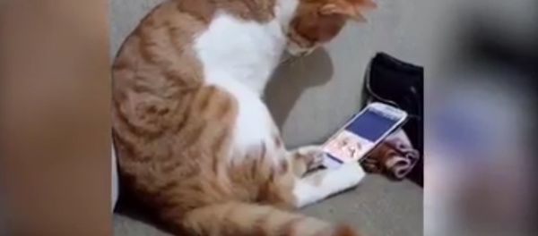 猫咪用手机看已故主人 网友直呼好心疼 猫咪用手机看已故主人 网友直呼好心疼 - 俄罗斯卫星通讯社