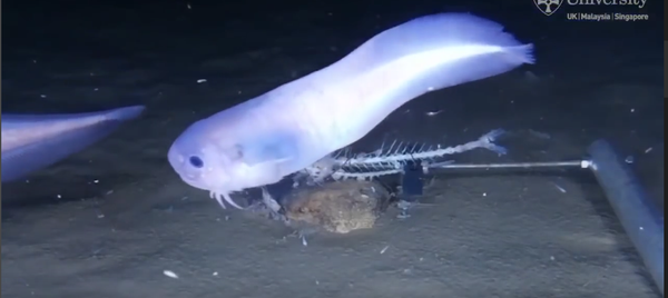 太平洋海底發現新三種魚 - 俄羅斯衛星通訊社