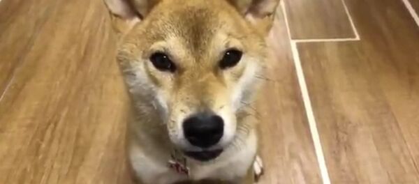 狗狗學會用日語說漢堡包 狗狗學會用日語說漢堡包 - 俄羅斯衛星通訊社