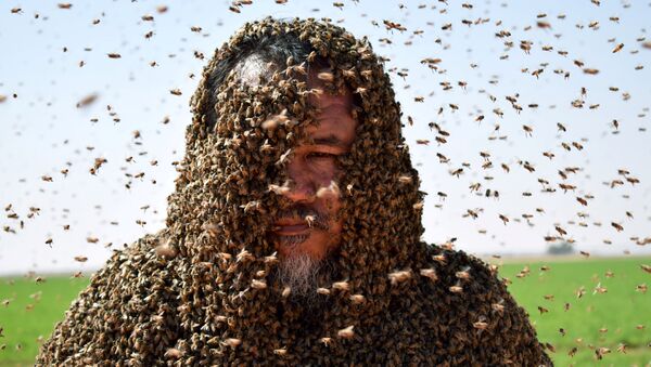 沙特阿拉伯的一只蜜蜂弄砸了要创造世界纪录的尝试 - 俄罗斯卫星通讯社