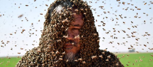 沙特阿拉伯的一只蜜蜂弄砸了要创造世界纪录的尝试 - 俄罗斯卫星通讯社