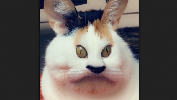 Кот на видео с фильтром Instagram - 俄羅斯衛星通訊社