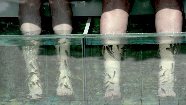 澳大利亞女孩泰國體驗“魚修腳” 結果慘失腳趾 - 俄羅斯衛星通訊社