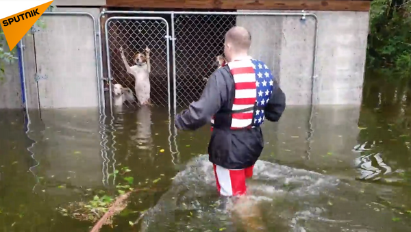 美國男子救出因颶風被困水中的狗 - 俄羅斯衛星通訊社