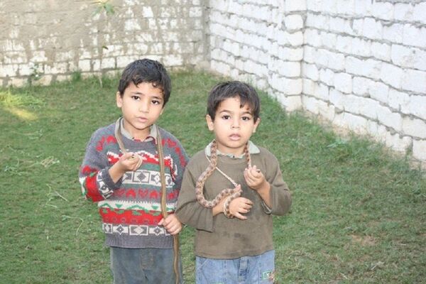 埃及捕蛇者 - 俄罗斯卫星通讯社