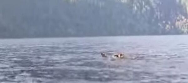 俄阿爾泰保護區拍下熊一家渡湖畫面 - 俄羅斯衛星通訊社