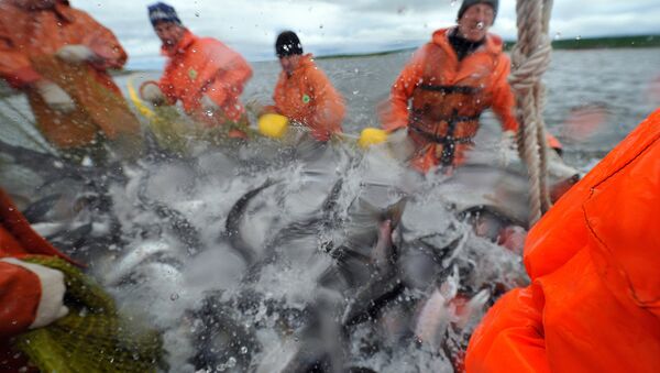 鮭魚漁期 - 俄羅斯衛星通訊社