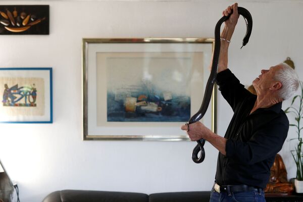 居住在法國南特市附近庫厄龍鎮的67歲老人菲利普·吉勒特在與一條黑色的眼鏡蛇互動 - 俄羅斯衛星通訊社