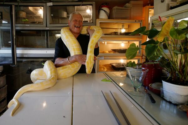 爬行动物爱好者菲利普·吉勒特在家里和一条蟒蛇互动 - 俄罗斯卫星通讯社