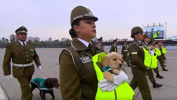 在智利的阅兵式上，因天气糟糕警犬被发了鞋子 - 俄罗斯卫星通讯社